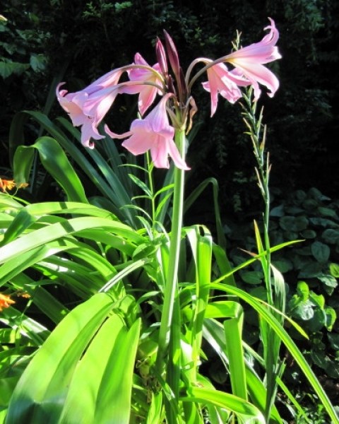 Crinum Powellii